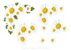 Daisy Corner Step by Step