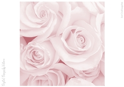 Soft Blush Large Rose 8x8 Paper
