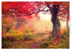 Autumn Fall Paint Effect 10