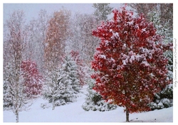 Autumn Fall Winter Paint Effect 30