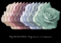 Soft Spring Rose