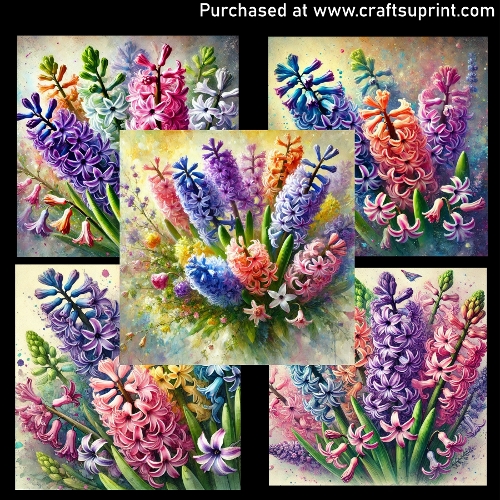 Spring flowers - Hiacynth
