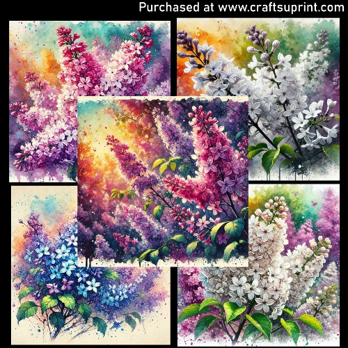 Spring Flowers - Liliac, Syringa - CARD FRONTS
