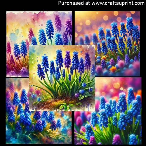 Spring flowers - Muscari