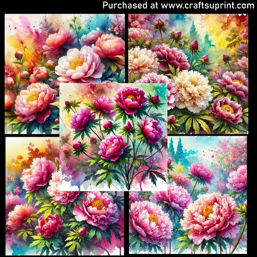 Spring flowers - Paeonia