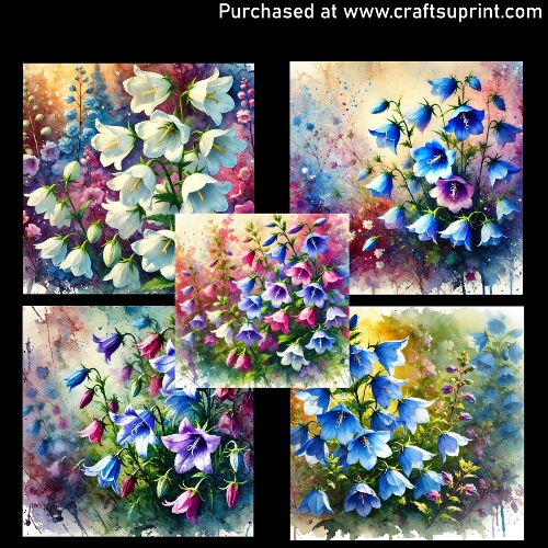 Flowers - Campanula