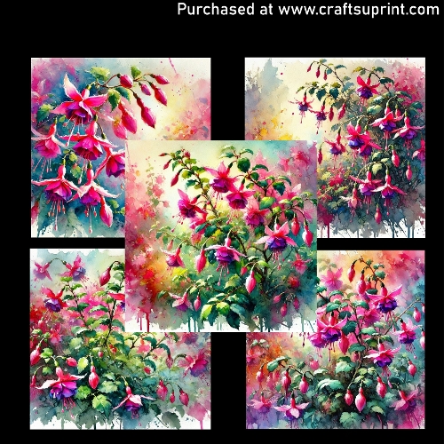 Flowers - Fuchsia