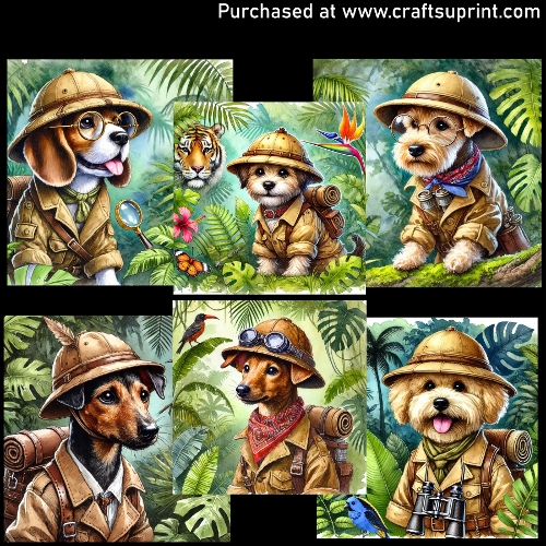 The Explorers - CARD FRONTS