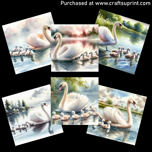Swan and Cygnets - CARD FRONTS
