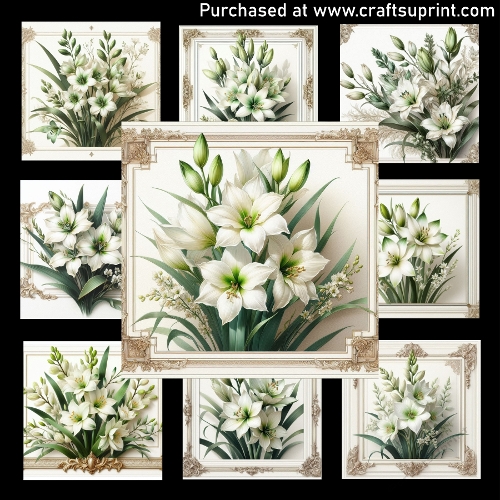 Ornithogalum Grace - CARD FRONTS