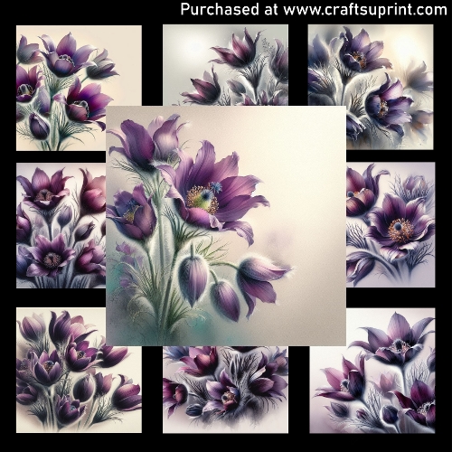 Pulsatilla Velvet - CARD FRONTS
