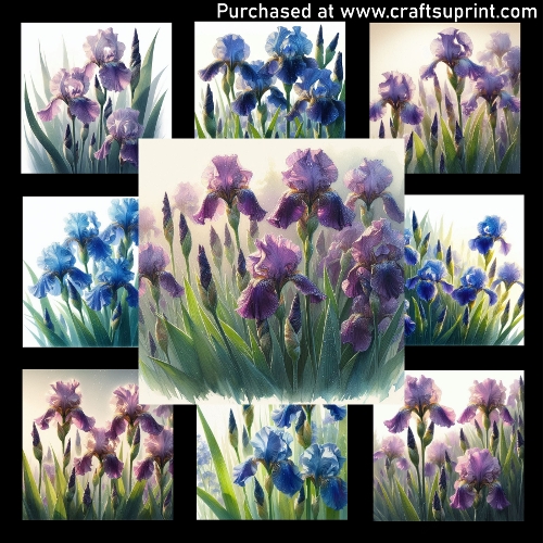 Iris Flowers in Morning Light - CARD FRONTS