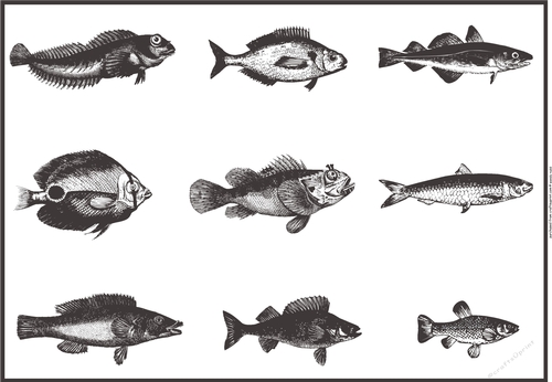 Vintage Engraved Fish - Male card front / topper