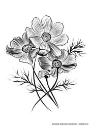Cosmos Floral Digital Stamp / Colouring