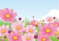 Cosmos / Pink Daisies Card Front / Topper