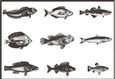 Vintage Engraved Fish - Male card front / topper