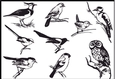 Engraved Birds - Card front / Topper