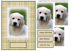 Labrador Puppy