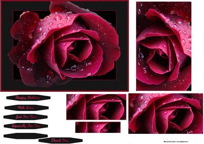 Rose of Love~