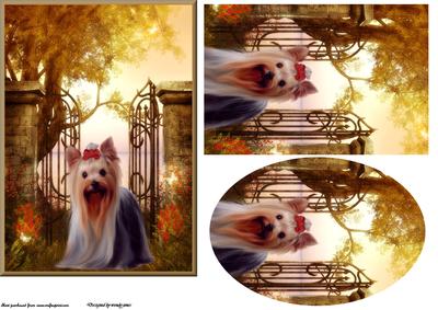 Garden Yorkie
