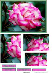 Wild Rose