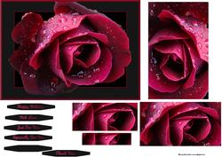 Rose of Love~