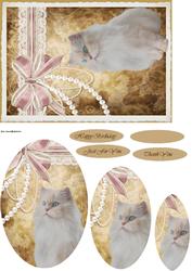 Kitty and Lace