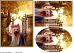 Garden Yorkie