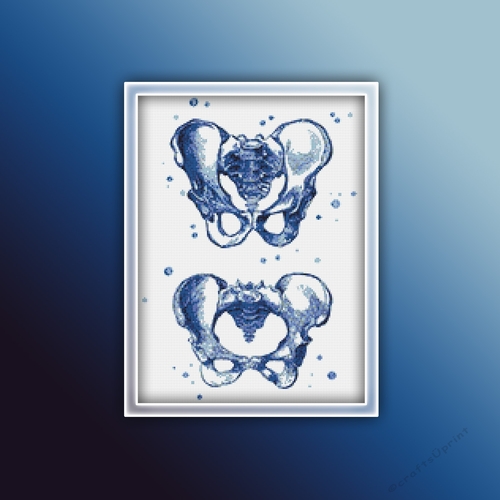 Anatomy Pelvis 2 Cross Stitch Pattern PDF