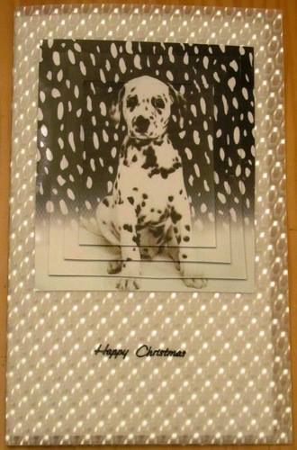 Dalmation in the Snow, Pyramid Featured Gallery Photo