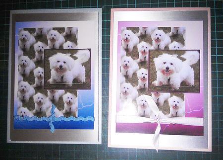 Fluffy White Dog by Sheila Morrison