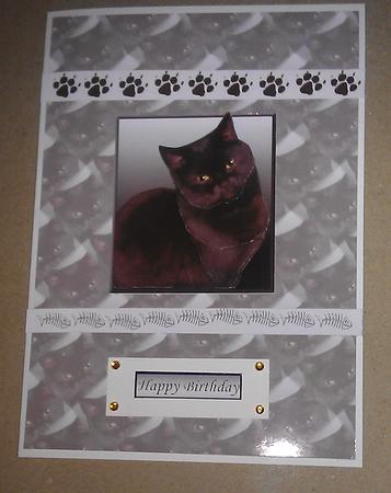 Black Cat Portrait 3D Decoupage with Background by Sheila Morrison