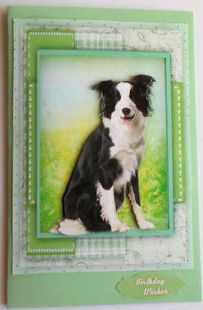 Beautiful Border Collie  by Sharon Wilson