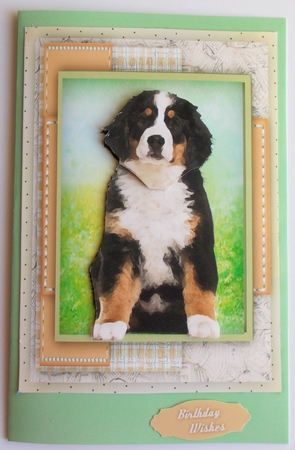 Beautiful Fluffy Dog  by Sharon Wilson