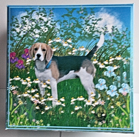 GIFT BOX - BEAGLE IN DAISIES by Sharon Wilson