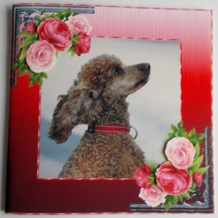 Brown Poodle by Sharon Wilson