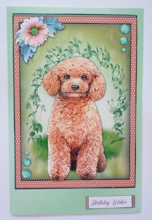 Beautiful Poodle  Dog  by Sharon Wilson
