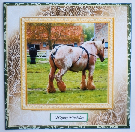 PICK YOUR SENTIMENT SHIRE HORSE by Sharon Wilson