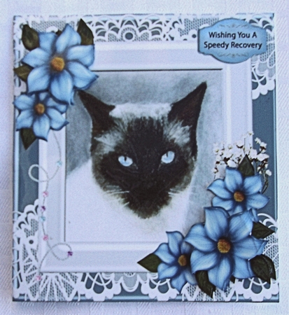 Siamese cat by Sharon Wilson