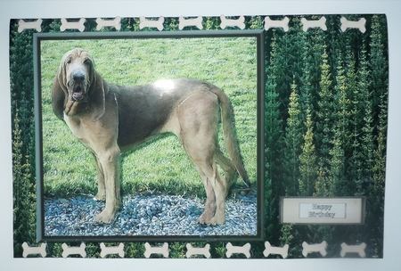 Bloodhound 3D Decoupage by Sharon Wilson