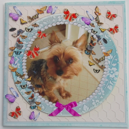 YORKSHIRE TERRIER WATCHING BUTTERFLIES MULTI SENTIMENT GET WELL BIRTHDAY BEST WISHES by Sharon Wilson