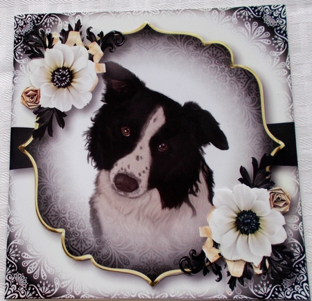 Gorgeous Border Collie & White Annemone 8x8 by Sharon Wilson