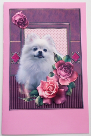 Pomeranian by Sharon Wilson