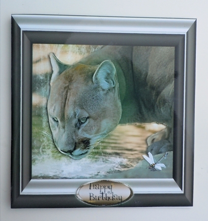 cougar by Sharon Wilson