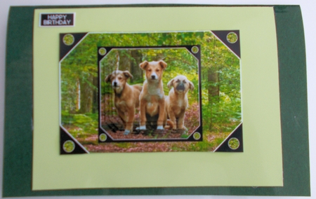 Three Cute Pups by Sharon Wilson