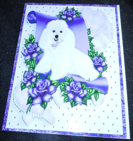 Princess White Poodle on Scroll with Hearts and Roses A4 by Sharon Wilson