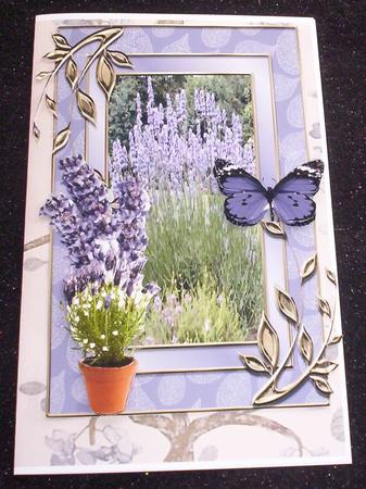 Lavenders by Sharon Wilson
