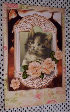 Sympathy for a Cat by Sharon Wilson