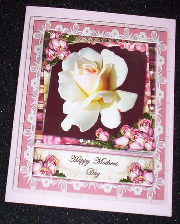 White Rose by Sharon Wilson