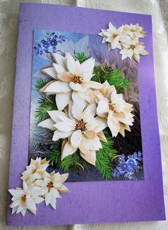 White Poinsettia by Sharon Wilson